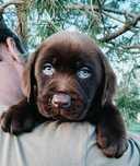 Labrador Retriever cu Pedigree Tip A – Pui de Vânzare