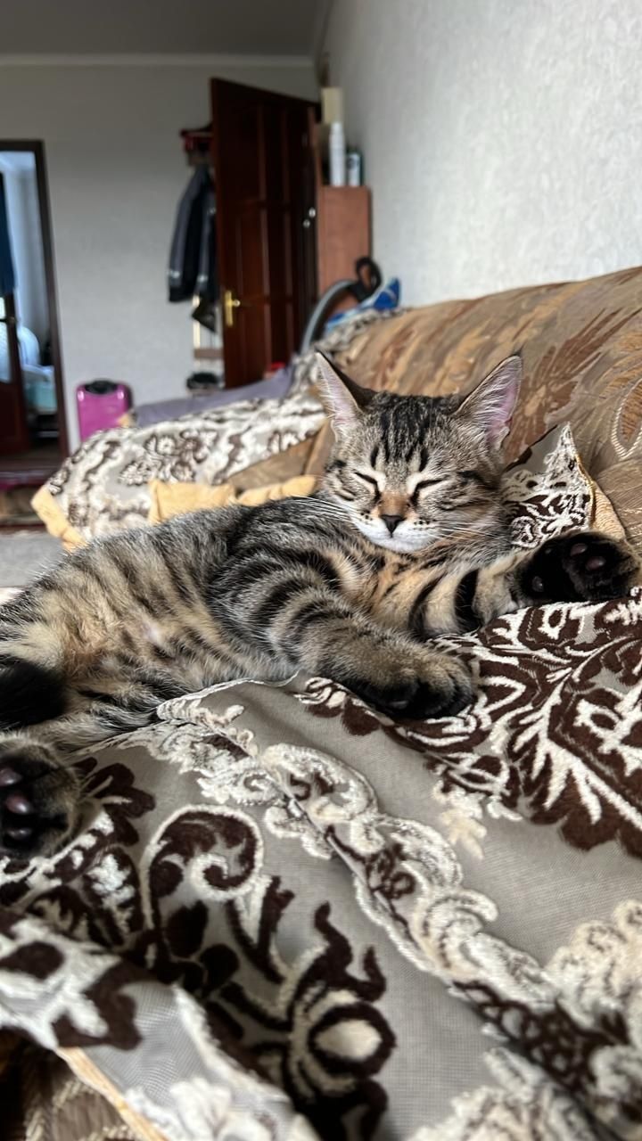 Отдам котёнка в добрые руки.