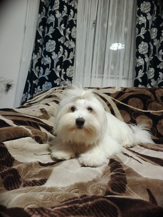 Vand bishon maltez ce așteaptă o căsuța noua