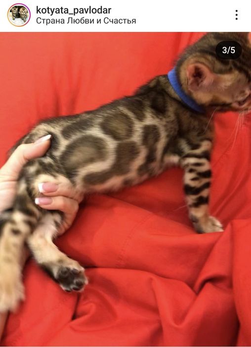 Шикарные бенгалы от Российских выставочных родителей