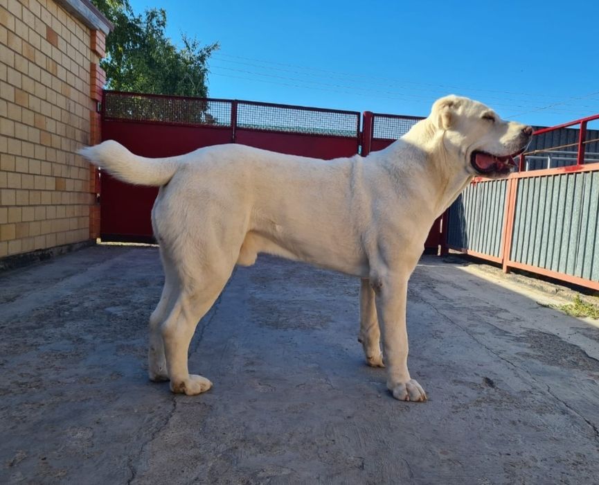 Продаю щенков Алабая(обмен)