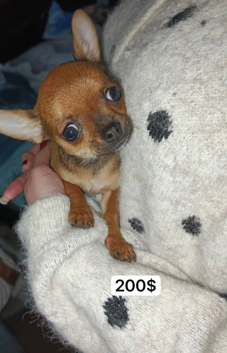Продаются чихуахуа Мини