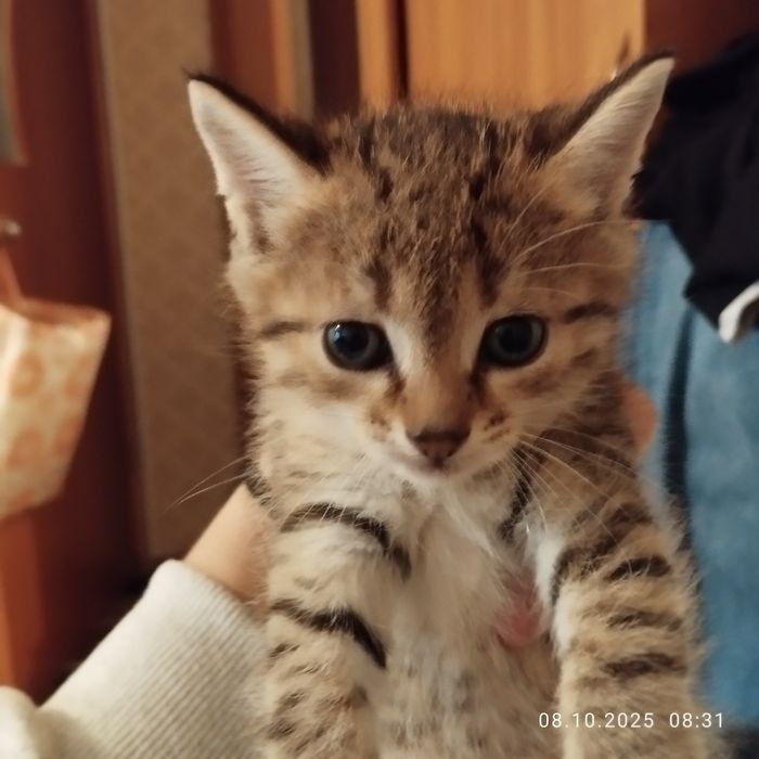 Отдам котят в добрые и заботливые руки