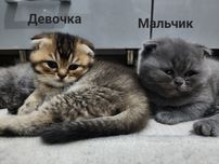 Продаётся милые котята