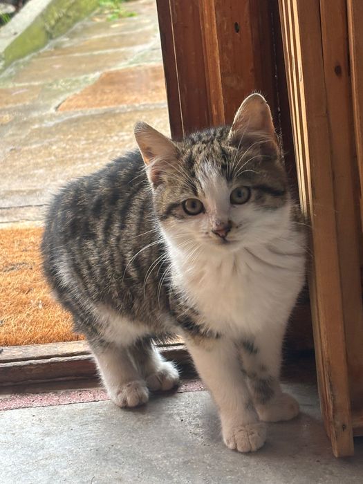 Подаряваме котенца