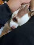 Dau spre adoptie chiwaua
