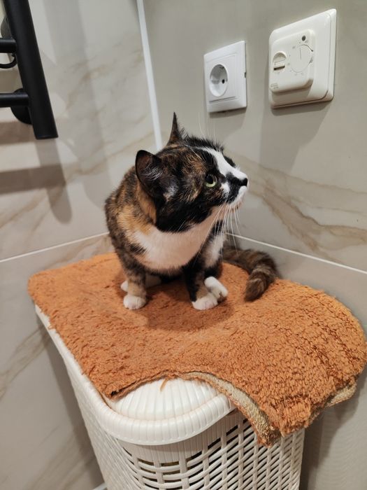 Ищем дом и любящих хозяев для молодой кошечки.