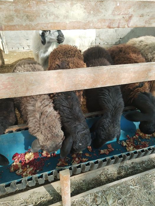 Лвлалалвдвлаалвлвлвлввь