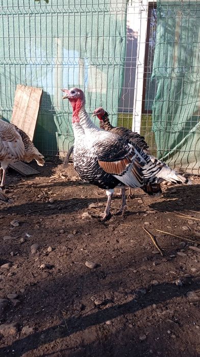 Curcan românesc crescut natural