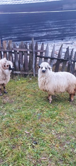 Vând o oaie și un berbec