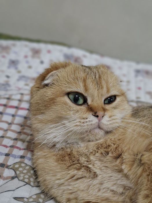 Золотая шиншилла скоттиш фолд девочка