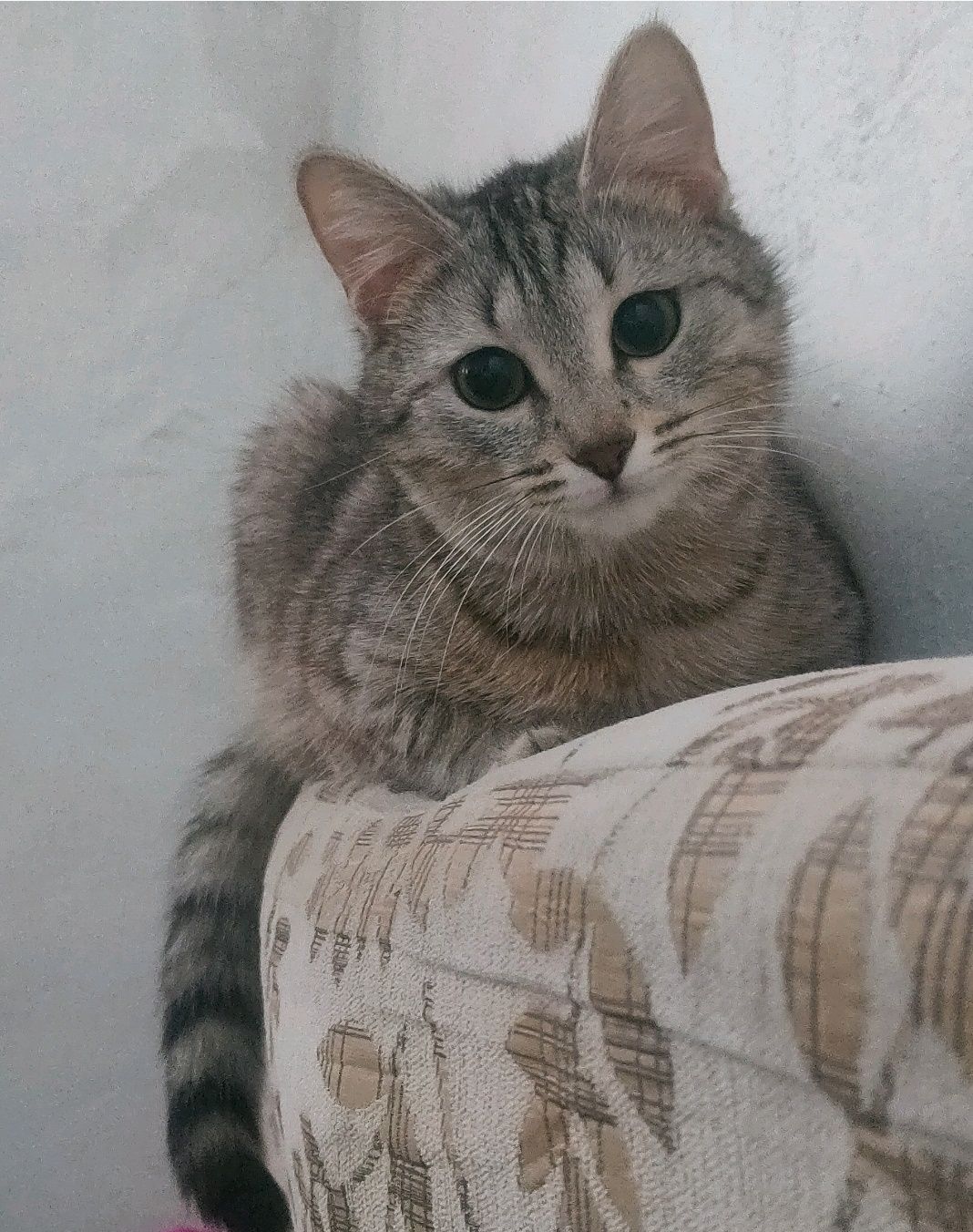Отдаю кошку в Добрые руки