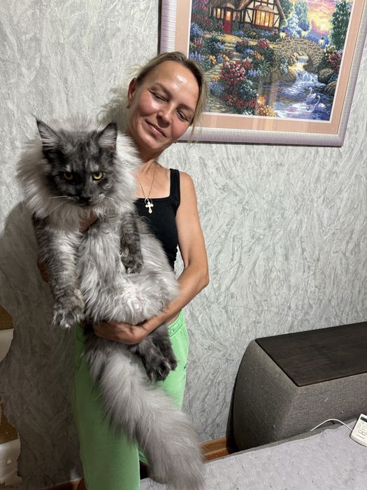 Котенок породы Мейн-кун