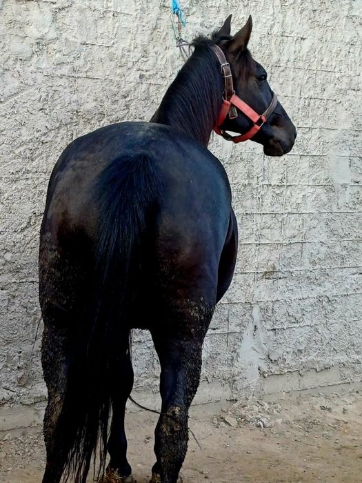 De vânzare iapă destantă învârstă de doi ani foarte cuminte și curat p