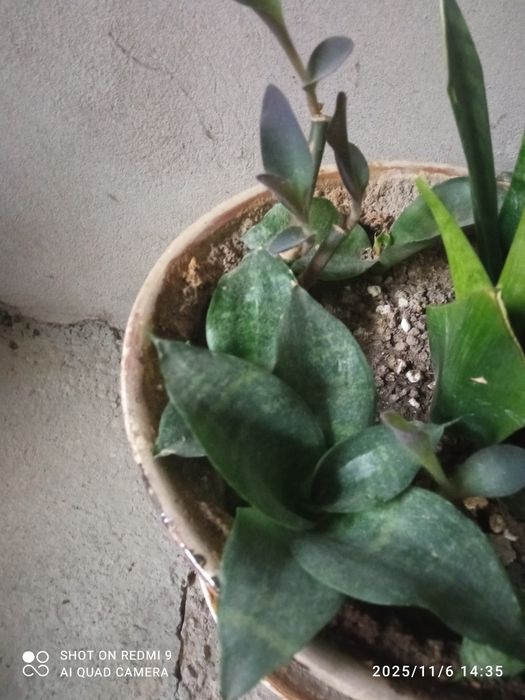 Обмен, комнатные и не только цветы