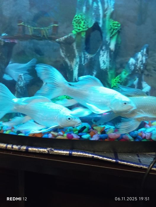 Баликлар сотилади