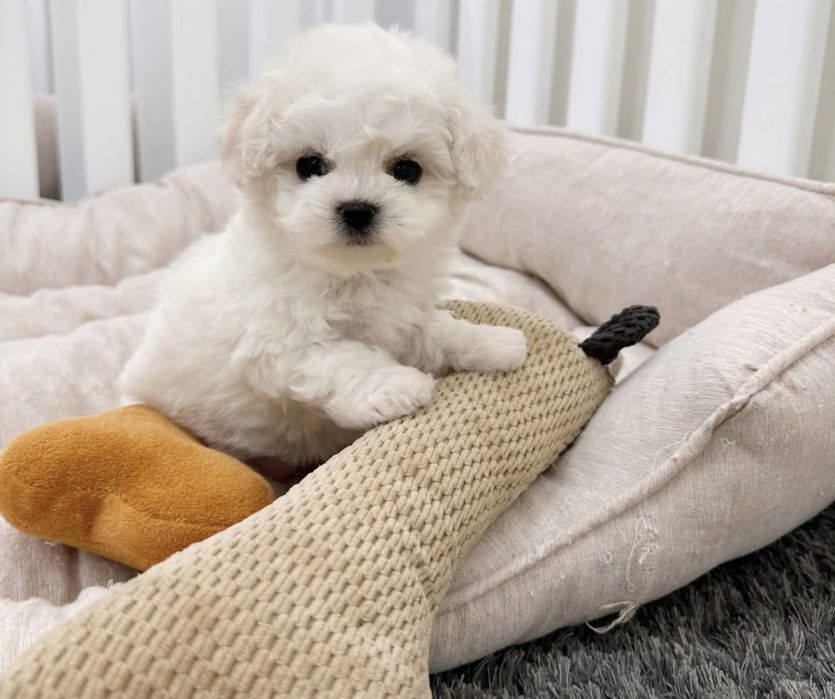 Bichon maltez baiat