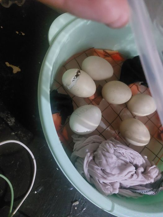 Inkubator, Pol avtomat