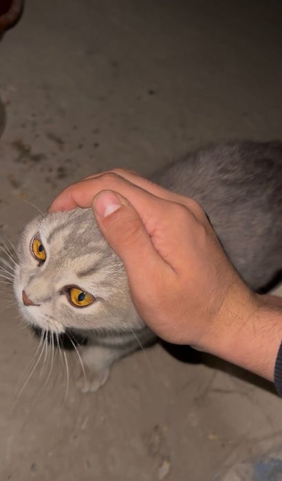 mushun zotdor erkak