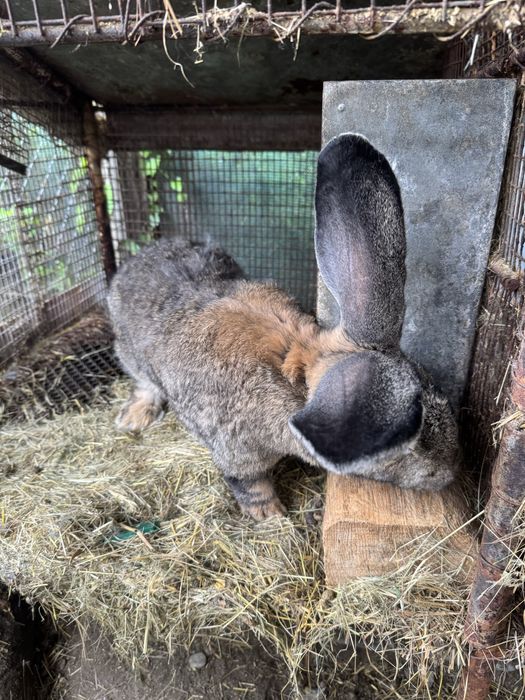 Vând femelă de Uriaș german gri