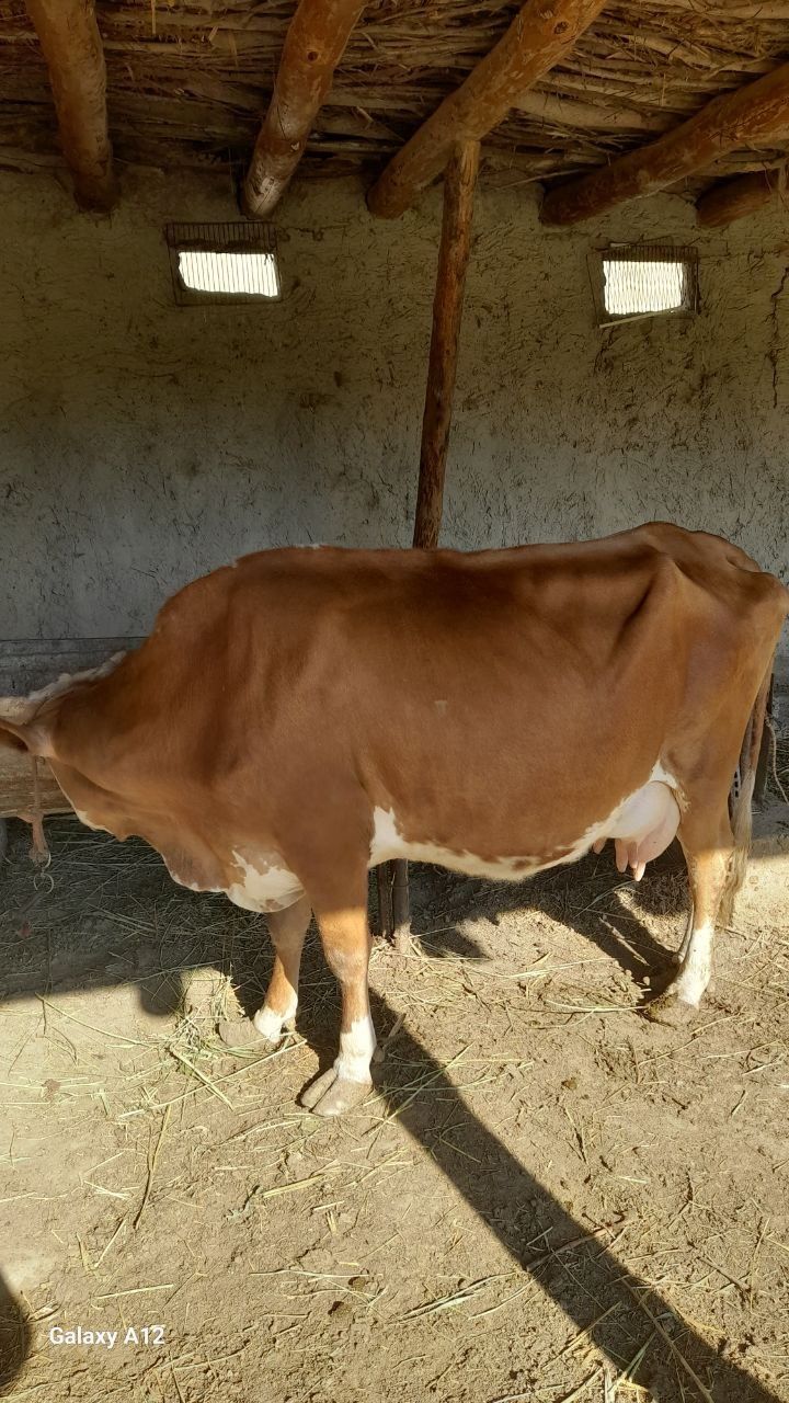 Ona bola sigir sotiladi