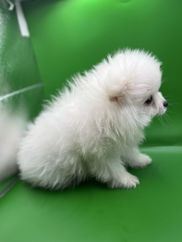Baietel pomeranian