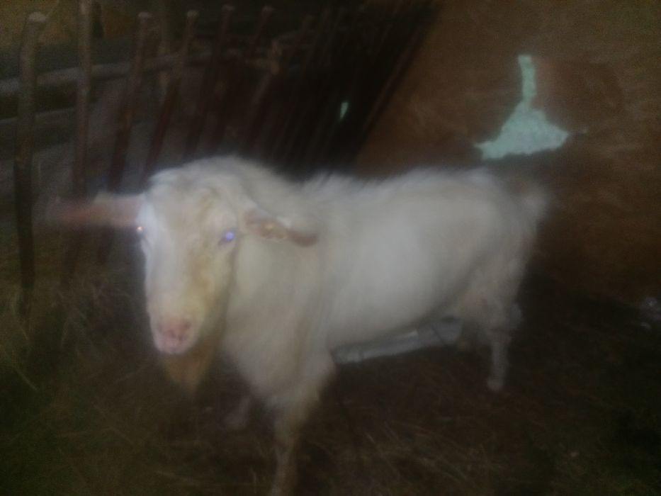 Țap și berbec de vânzare