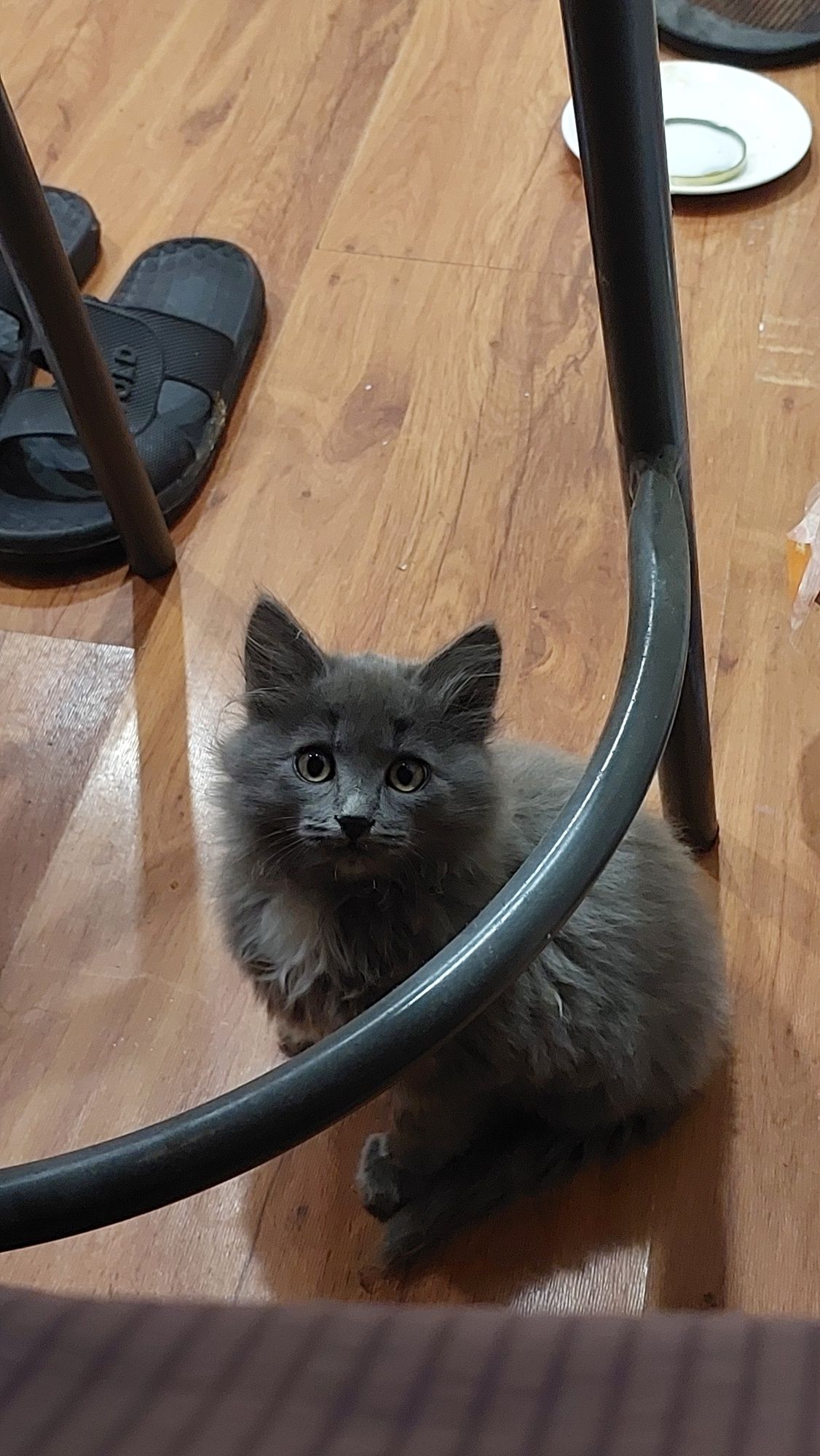 Котята бесплатно