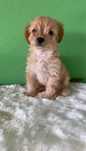 Fetita maltipoo toy