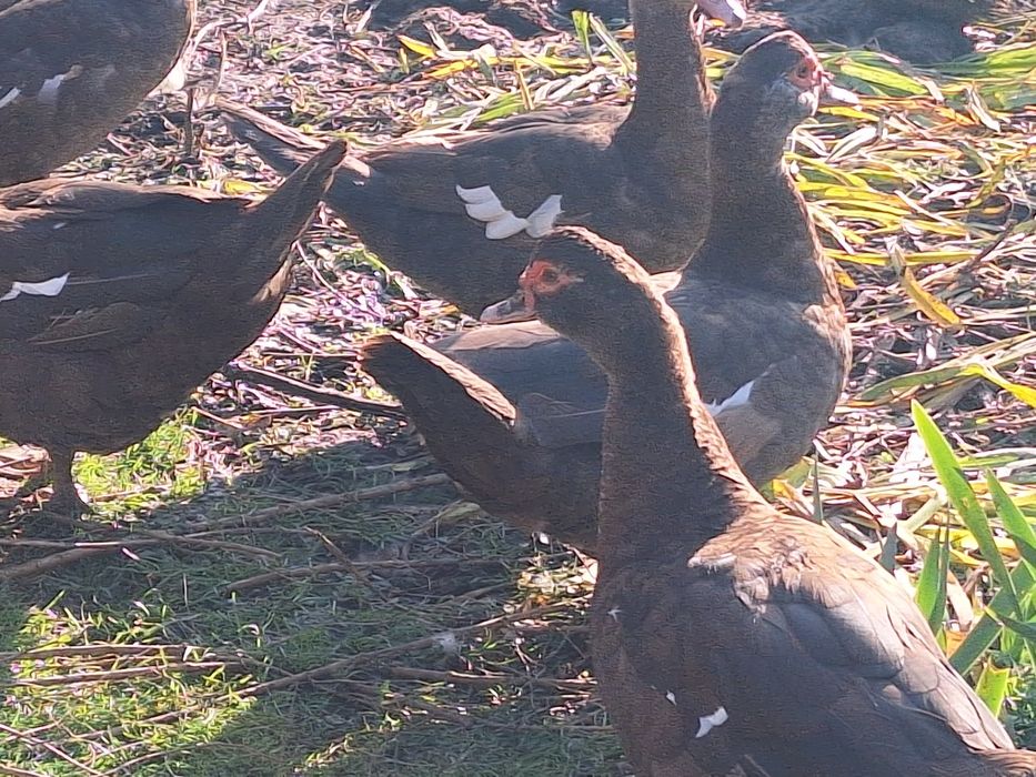 Vând rațe leșești mute