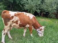 Vaca  baltata romaneasca
