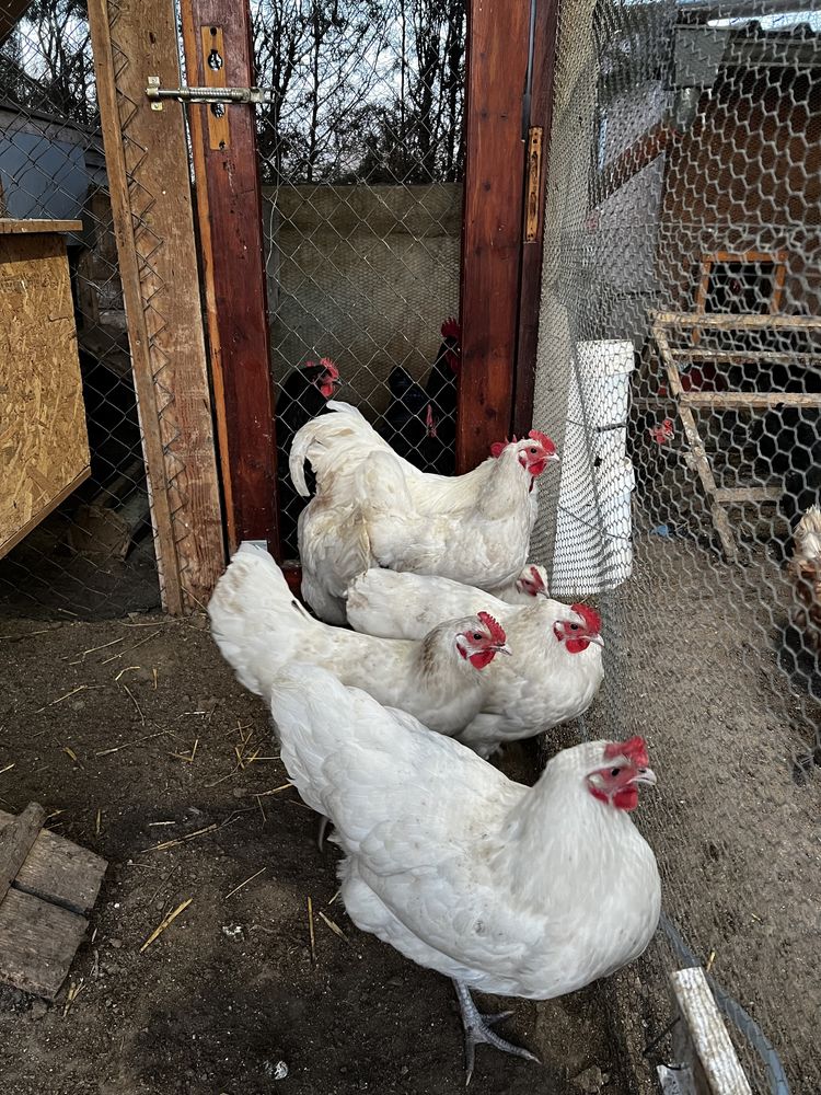 Австралорп - бял/черен, яйца, пилета по заявка, яйца заплодени