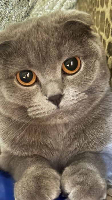 Отдам кошку вислоушку