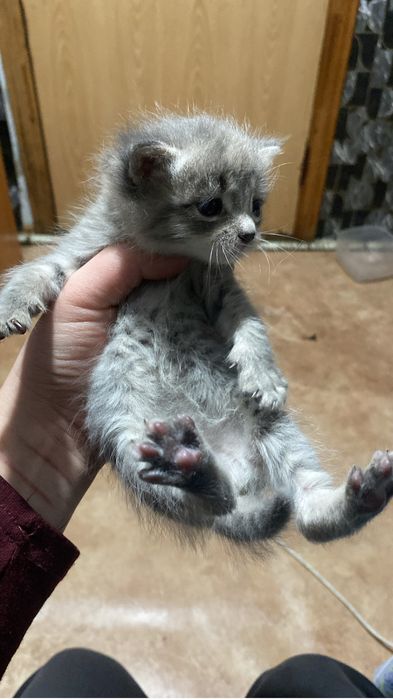 Отдам котят, 2 девочки и 1 мальчик.