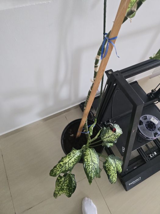 Диффенбахия пятнистый