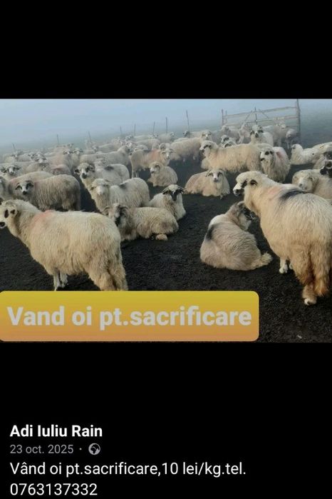 LOT de 10 OI pentru SACRIFICAT