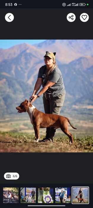 Осталось одна девочка Пит буль