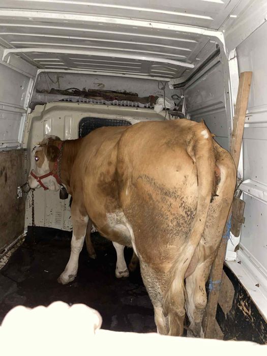 Vand vaca urgent pretul e super bun
