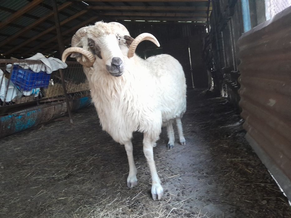 Stramior în vârstă de 3 ani