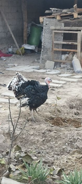 Kurka sotiladi 6 oyli.