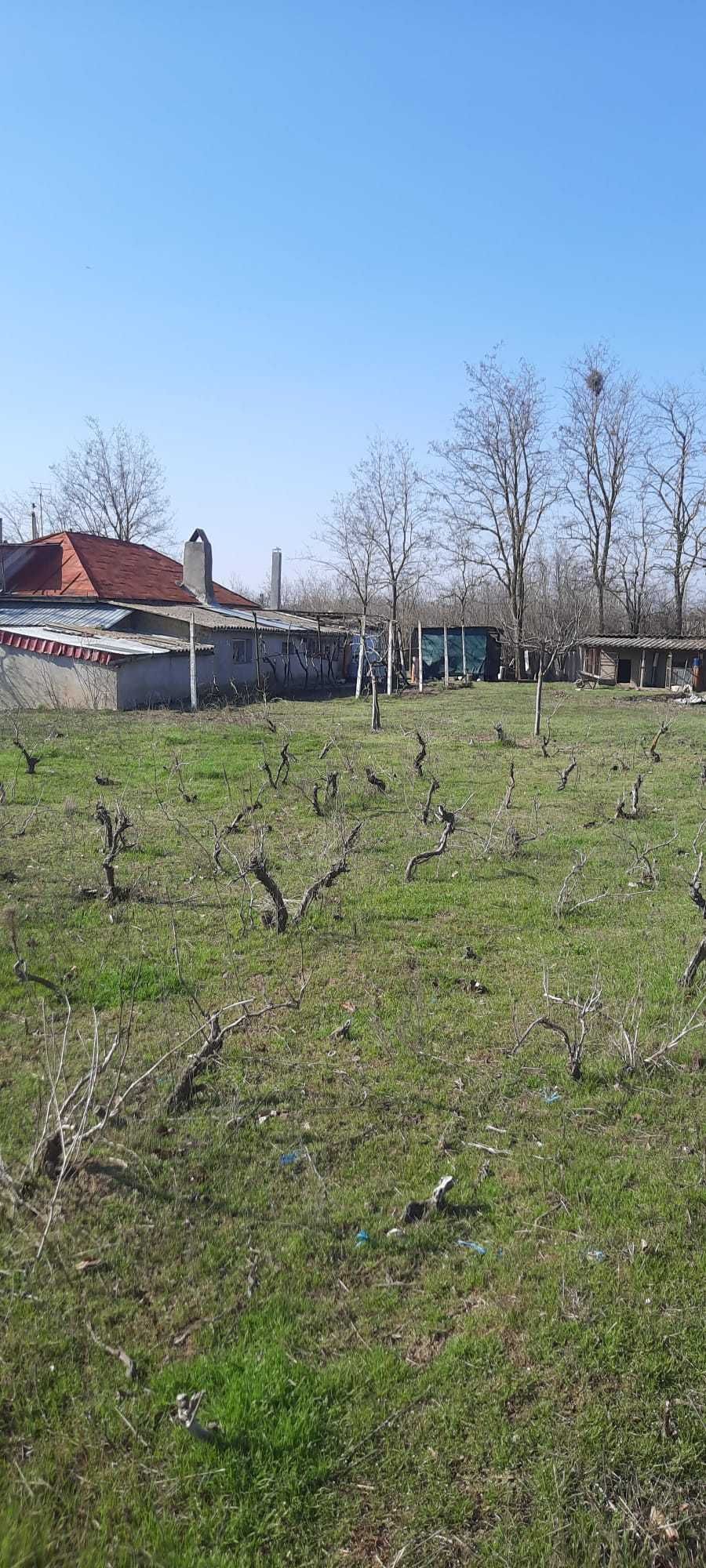 Casa si teren intravilan in Tulcea , Valea Nucarilor