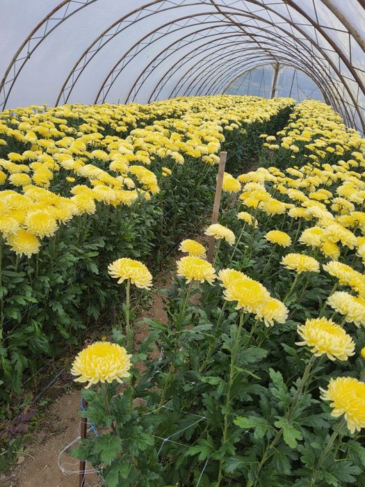 De vânzare crizanteme Cremist, la fir