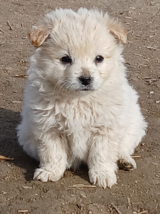 Здравей те продавам малки кученца порода японски