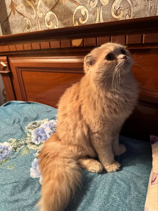 Scottish fold longhair