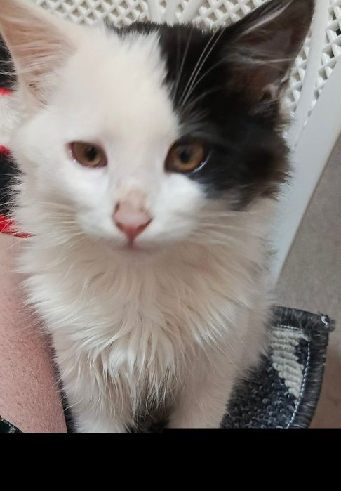 Мушукча сотилади