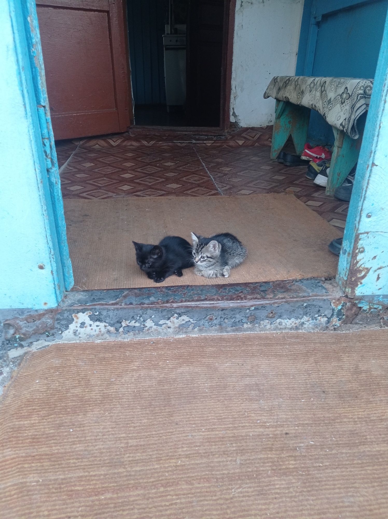 Отдам котят в добрые руки