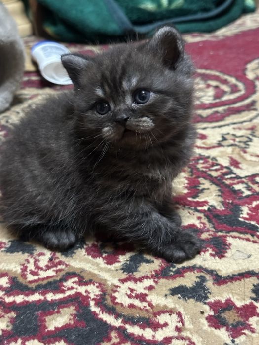 Умные ласковие котята