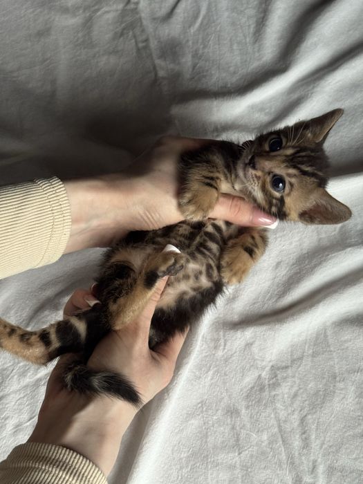 бенгальские котята