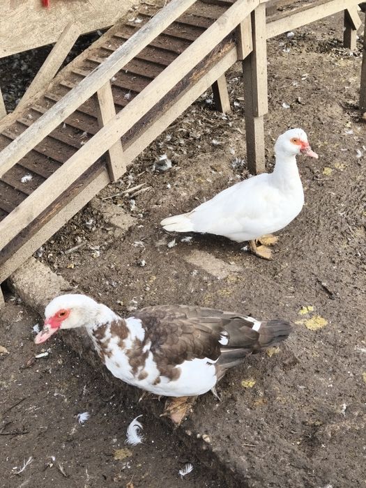 Rațe mute leșești tineret familie 9