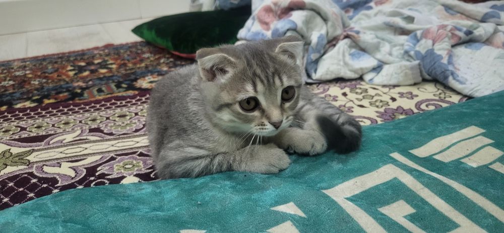 Продается кошка вислоухая